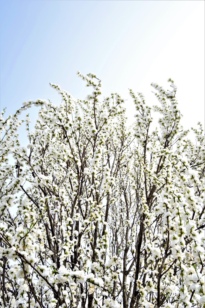 花より枝