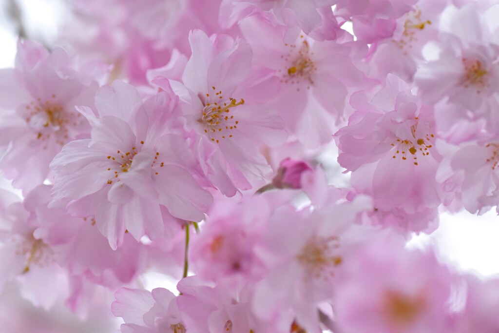 華やか