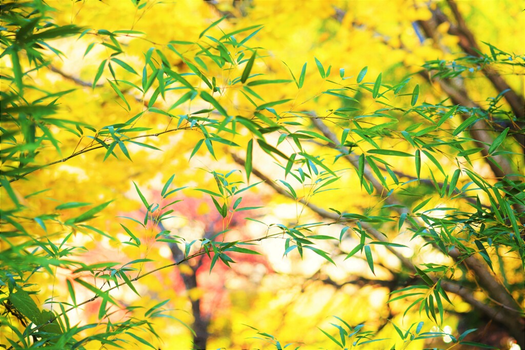 笹と紅葉