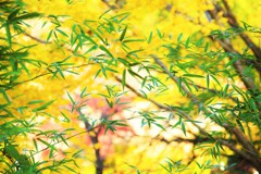 笹と紅葉