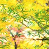 笹と紅葉