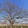 一本桜も準備中