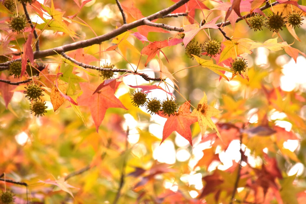 続・楓子の季節