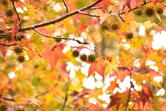 続・楓子の季節