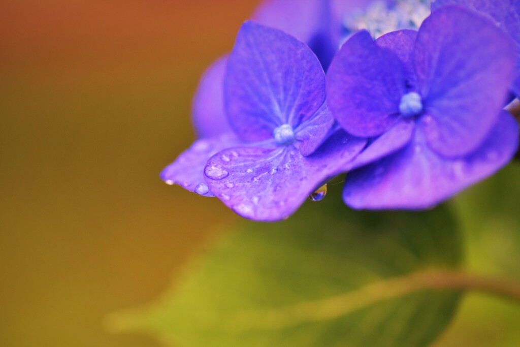 雨あがり