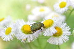 花から花へ