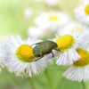 花から花へ