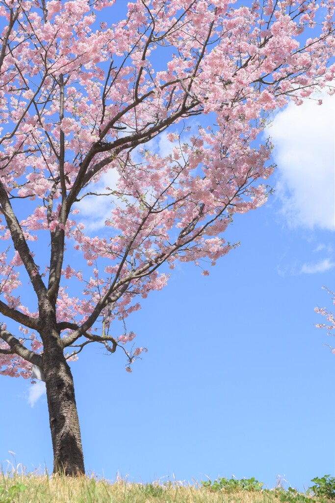 寂しい桜