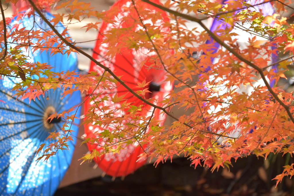 楓と和傘