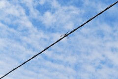 秋の空