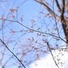 小鳥？