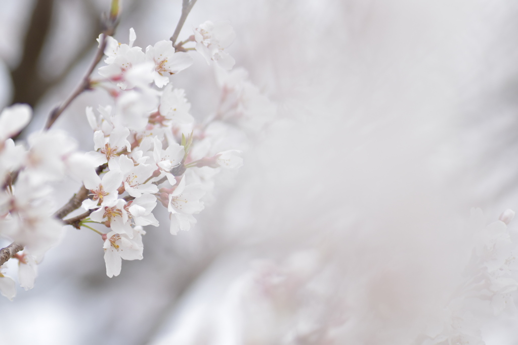 淡墨桜