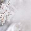 淡墨桜