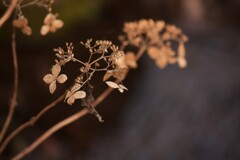 せせらぎと枯れ紫陽花