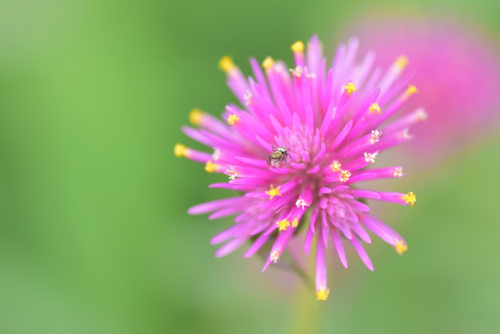 花火と蜘蛛