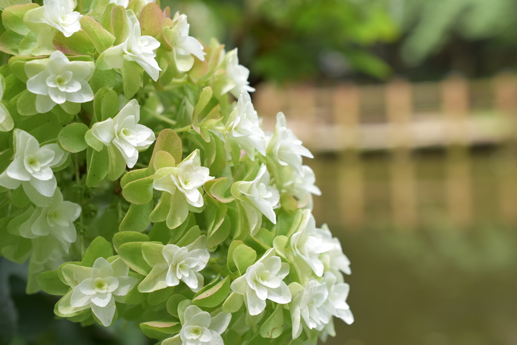 池と紫陽花