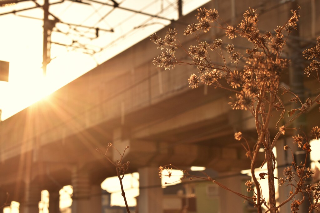 黄昏のひっつき虫・家路