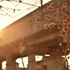 黄昏のひっつき虫・家路