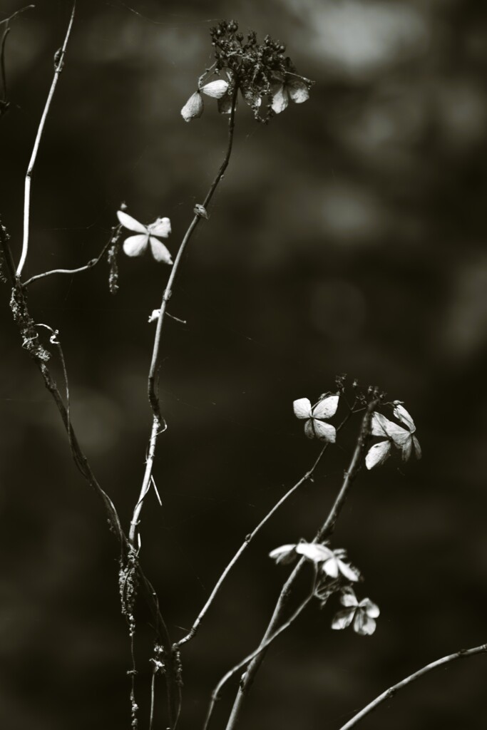 枯紫陽花
