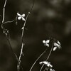 枯紫陽花