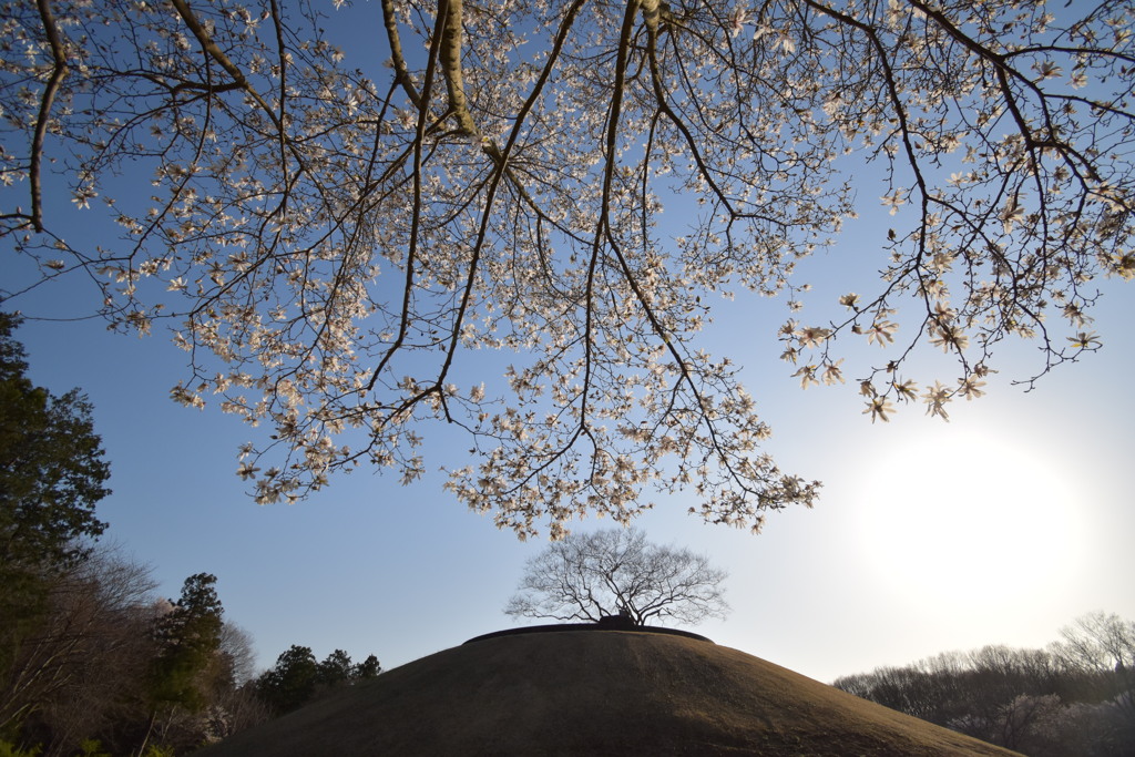 丘に降りそそぐ辛夷