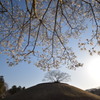 丘に降りそそぐ辛夷