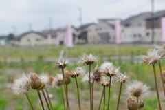 雑草と新興住宅地