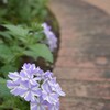 可愛い君が好き