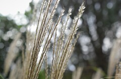 木洩れ日の雨