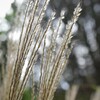 木洩れ日の雨