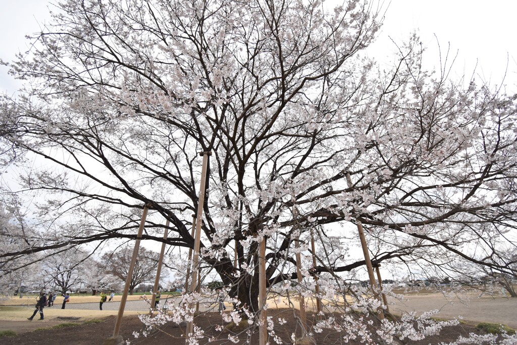 淡墨桜