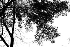 木枯らしに吹かれて