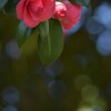 蕾が主役