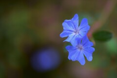 幸せの青い花