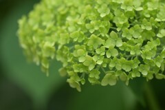 穏やかな緑