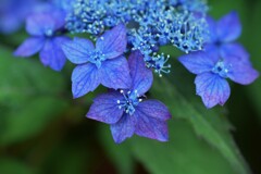峠のお茶屋さんにて