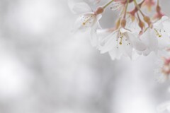 淡墨桜