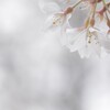 淡墨桜