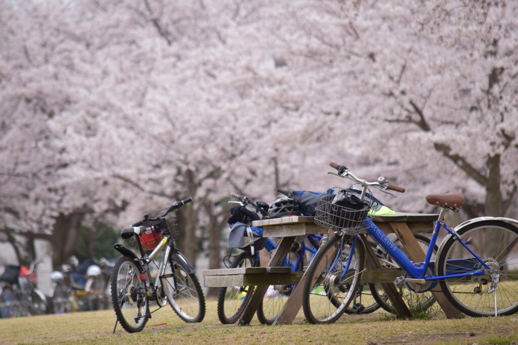 俺たちの花見