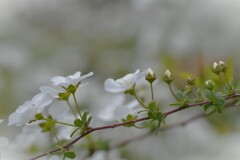 蕾がかわいい