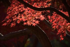 あなたが眩しくて