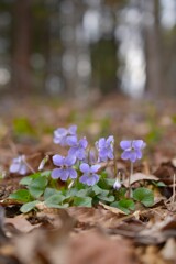 木洩れ日の森に