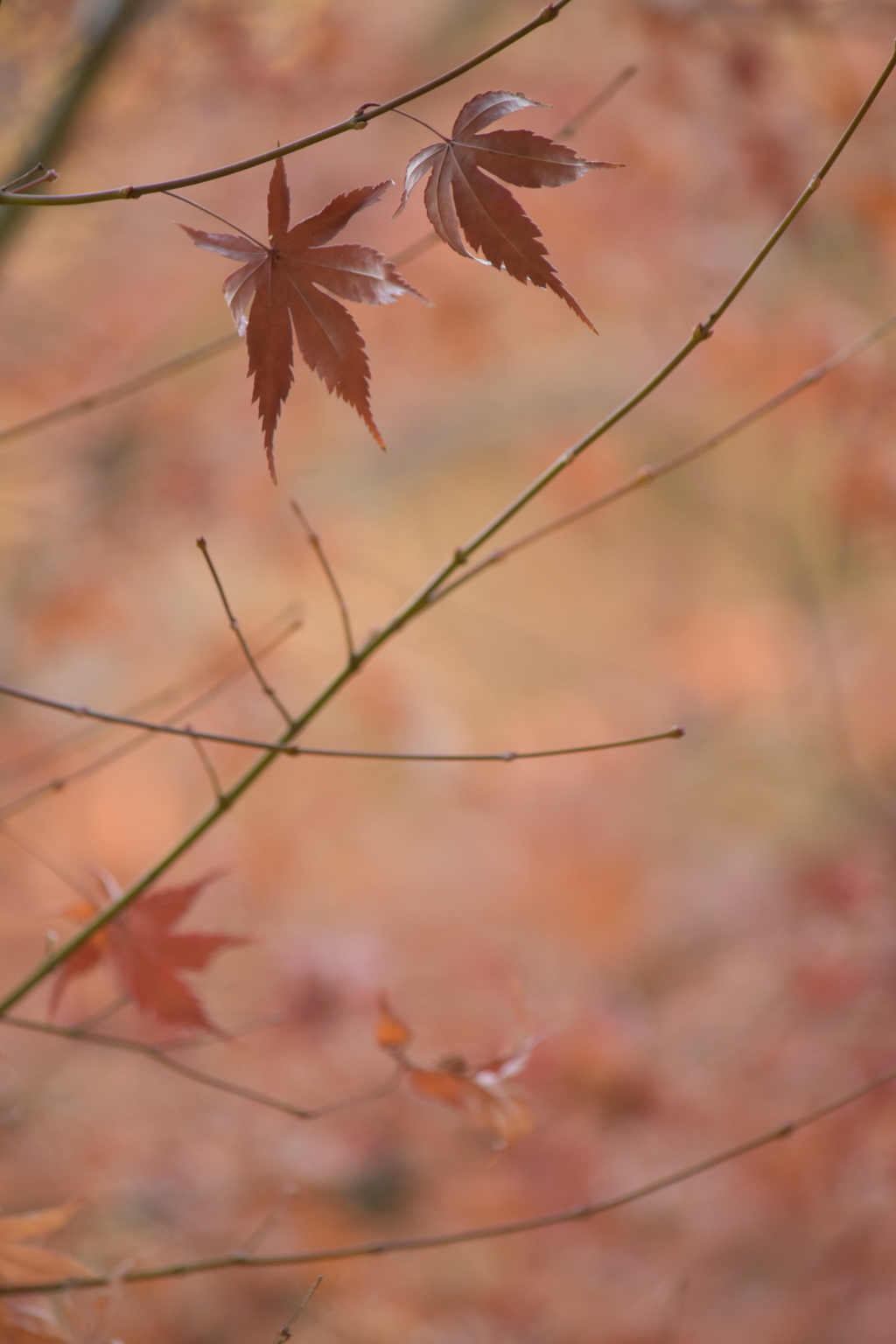 さよならの明日