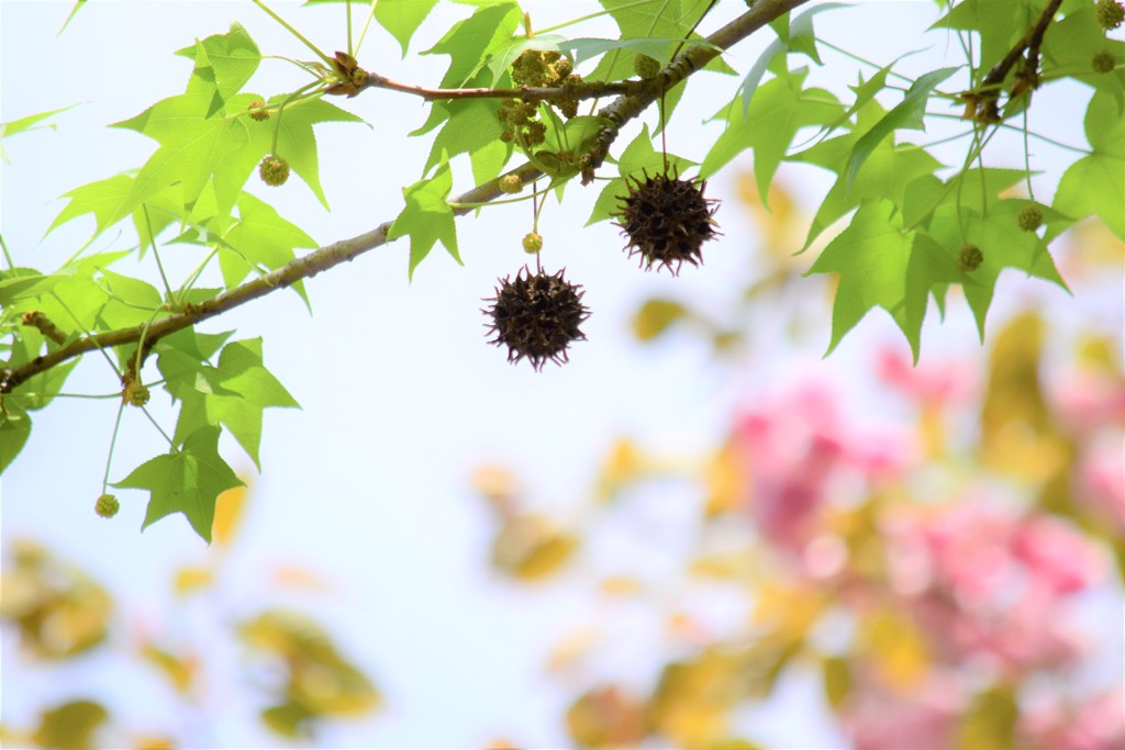 楓と桜