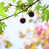 楓と桜