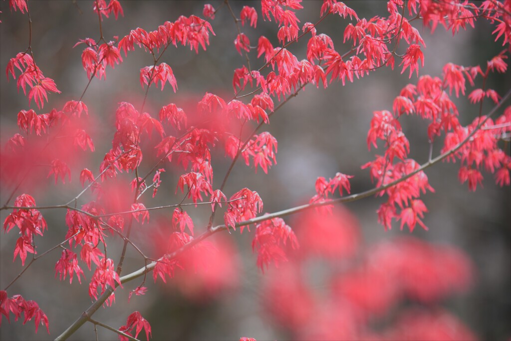 桜と春楓