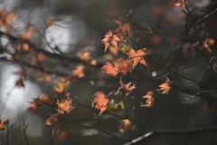 春まだ遠く