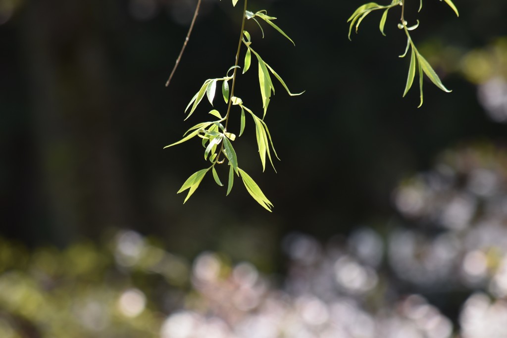 柳に桜