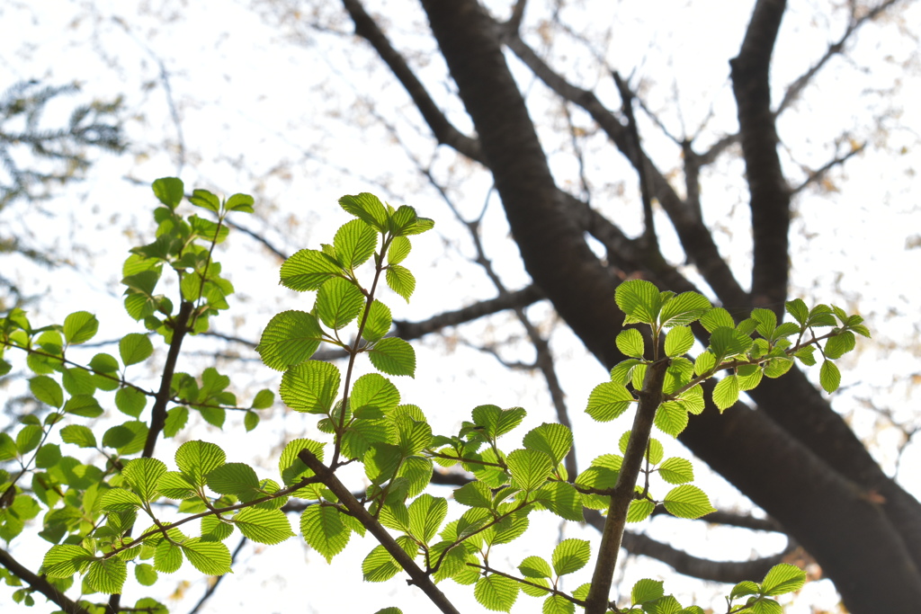 踊る若葉と山桜