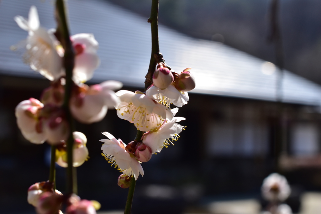 和の香り